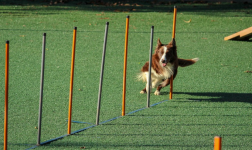 training