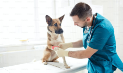 Veterinary 