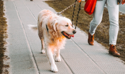 walking